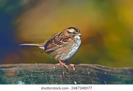 Image result for Zonotrichia albicollis