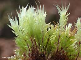 Attēlu rezultāti vaicājumam “Pohlia cruda”