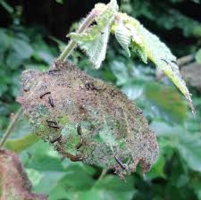 Attēlu rezultāti vaicājumam “Agelastica alni larva”