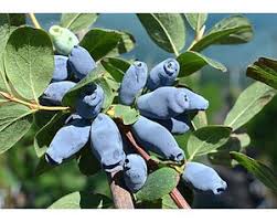 Attēlu rezultāti vaicājumam “Lonicera caerulea var. pallasii”