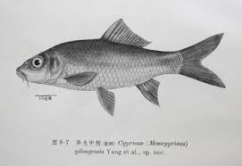 Image result for Cyprinus megalophthalmus