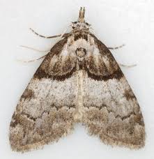 Attēlu rezultāti vaicājumam “Nolidae”