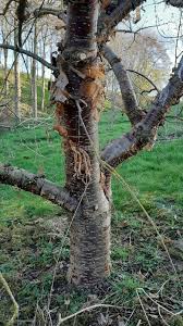 Attēlu rezultāti vaicājumam “Syringa reticulata subsp. amurensis”