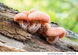 Attēlu rezultāti vaicājumam “Rhodotus palmatus”