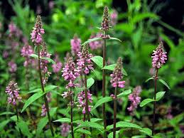 Attēlu rezultāti vaicājumam “Stachys palustris flower”