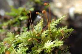 Attēlu rezultāti vaicājumam “Fissidens bryoides”