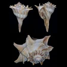 Image result for Sinistrofulgur perversum