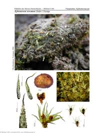 Attēlu rezultāti vaicājumam “Ephemerum serratum”