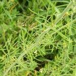 Attēlu rezultāti vaicājumam “Sisymbrium altissimum leaf”