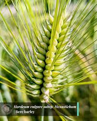 Attēlu rezultāti vaicājumam “Hordeum vulgare”