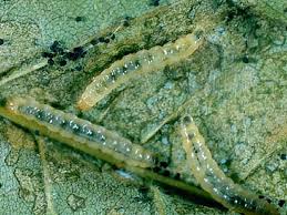 Attēlu rezultāti vaicājumam “Gracillaria syringella imago”