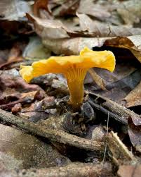 Attēlu rezultāti vaicājumam “Cantharellus cibarius”