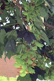 Attēlu rezultāti vaicājumam “Acer pseudoplatanus fo. purpurascens leaf”