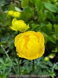 Attēlu rezultāti vaicājumam “Trollius europaeus”