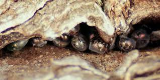 Attēlu rezultāti vaicājumam “Lymantria monacha pupa”