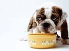 dog food