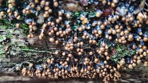 Attēlu rezultāti vaicājumam “Lycogala sphaeroconicum macro”