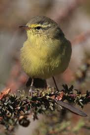 Attēlu rezultāti vaicājumam “Phylloscopus trochiloides adult”