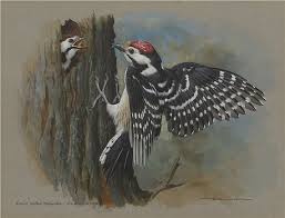 Attēlu rezultāti vaicājumam “Dendrocopos minor”