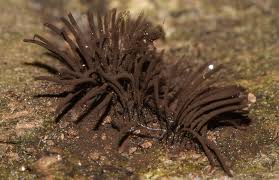 Attēlu rezultāti vaicājumam “Stemonitis marjana macro”