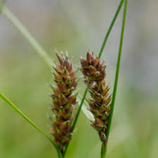 Attēlu rezultāti vaicājumam “Carex lasiocarpa”