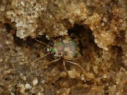 Attēlu rezultāti vaicājumam “Omophron limbatum”