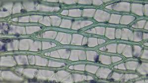 Attēlu rezultāti vaicājumam “Sphagnum fimbriatum”