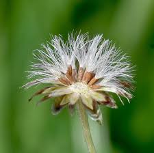 Attēlu rezultāti vaicājumam “Gnaphalium sylvaticum flower”