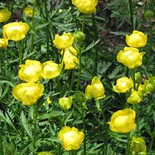 Attēlu rezultāti vaicājumam “Trollius europaeus leaf”