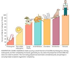 Image result for genome sizes