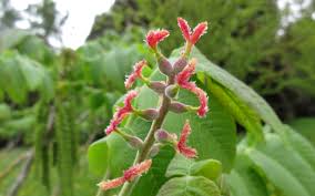 Attēlu rezultāti vaicājumam “Juglans cinerea flower”