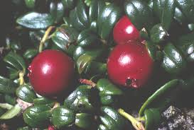 Attēlu rezultāti vaicājumam “Vaccinium vitis-idaea bud”