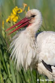 Attēlu rezultāti vaicājumam “Ciconia ciconia”