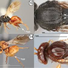 Attēlu rezultāti vaicājumam “Diplolepis bicolor”