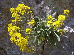 Image result for Alyssum saxatile