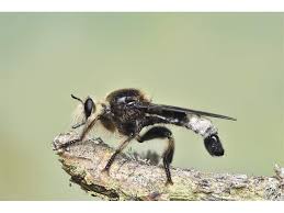 Attēlu rezultāti vaicājumam “Laphria gibbosa”