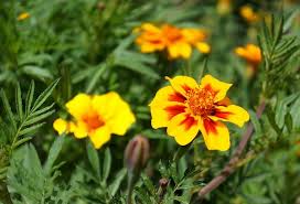 Attēlu rezultāti vaicājumam “Tagetes flower”