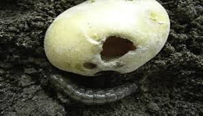 Attēlu rezultāti vaicājumam “Agrotis ripae larva”