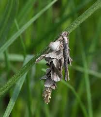 Attēlu rezultāti vaicājumam “Canephora hirsuta”