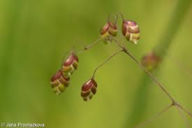 Attēlu rezultāti vaicājumam “Briza media fruit”