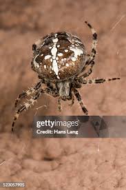 Attēlu rezultāti vaicājumam “Araneus diadematus female”