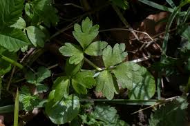 Attēlu rezultāti vaicājumam “Adoxa moschatellina”