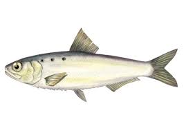 Image result for Alosa alosa