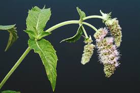 Attēlu rezultāti vaicājumam “Mentha longifolia”