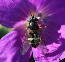 Attēlu rezultāti vaicājumam “Dasysyrphus tricinctus”