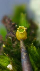 Attēlu rezultāti vaicājumam “Orthotrichum diaphanum sporophyte”