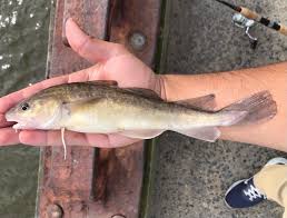 Image result for Microgadus tomcod