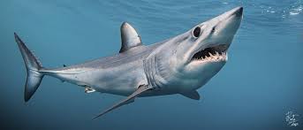 Image result for Isurus oxyrinchus