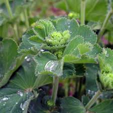Image result for Alchemilla vulgaris