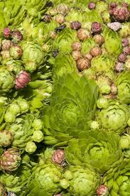 Attēlu rezultāti vaicājumam “Jovibarba globifera fruit”